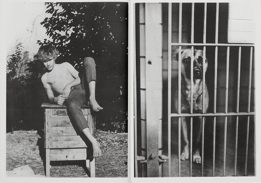 newspaper-anonymous-boy-sits-fence-dog