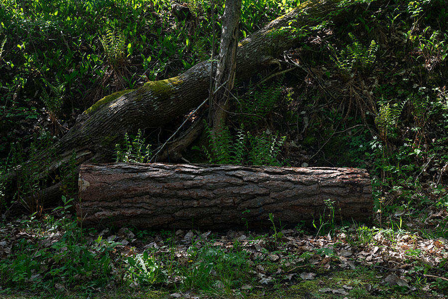 raimo-saarinen-invasive-scent-2025