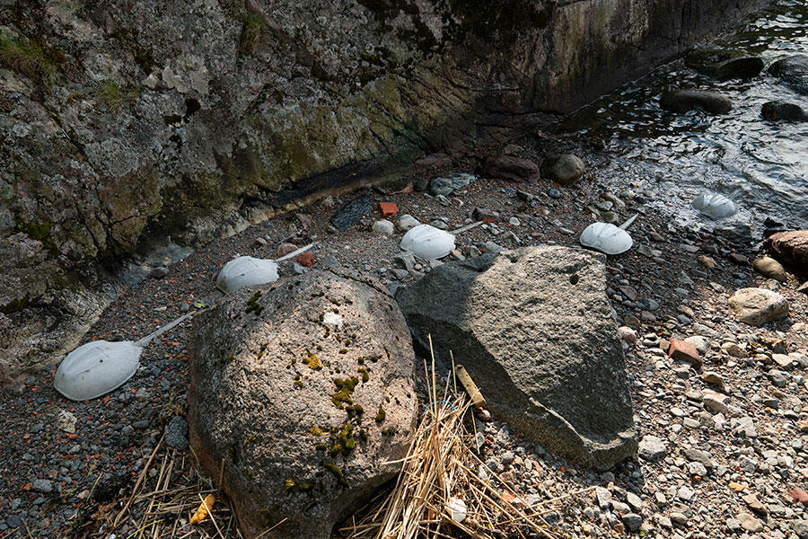 tue-greenfort-limulus-polyphemus-lampisaari-2025