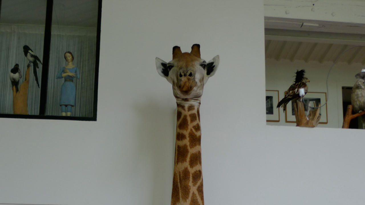 sophie the giraffe david jones